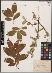 Foto von Salix caprea L. x Salix cinerea L.